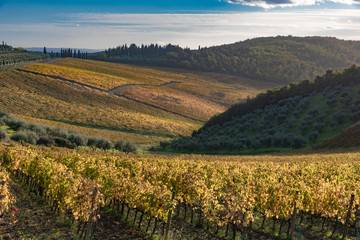 Fototapeta premium panorama of the Chianti hills in Tuscany