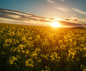 Obraz premium Blossoming yellow field of rapeseed flowers field at sunset light and sky background