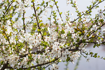 A blossoming tree is a peach. Flowering tree. Spring flowers