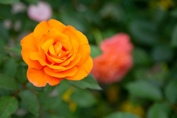 bright orange rose in the garden for wallpaper or background