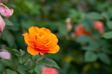 bright orange rose in the garden for wallpaper or background