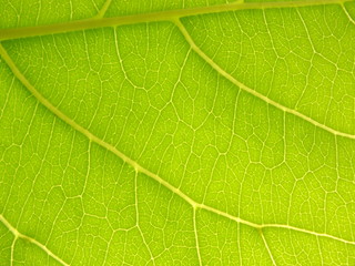 macro image of a bright green leaf through sunlight