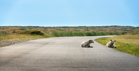 Baby sheep on empty road on Sylt island. Animals on street.