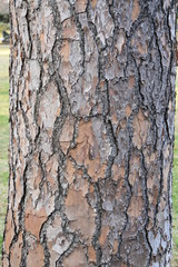 bark