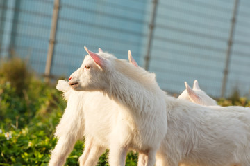日本の最南端、沖縄県波照間島の子ヤギ