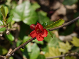 Die Blüten der Zierquitte