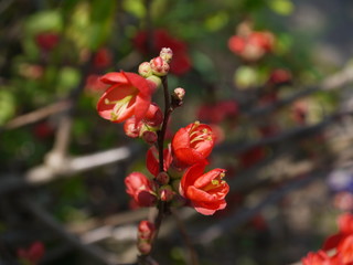 Die Blüten der Zierquitte