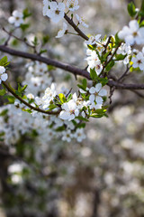 A blossoming tree is a peach. Flowering tree. Spring flowers