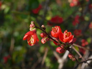 Die Bl&uuml;ten der Zierquitte