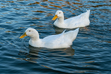 Fototapeta premium Close up water level view of large white heavy american aylesbury pekin peking donald duck showing white feathers and plumage and yellow beak