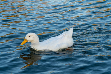 Fototapeta premium Close up water level view of large white heavy american aylesbury pekin peking donald duck showing white feathers and plumage and yellow beak