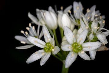Close up of flowering white flowers of wild garlic