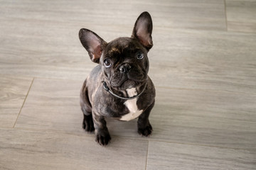 Small white and striped french bulldog puppy - 336494738