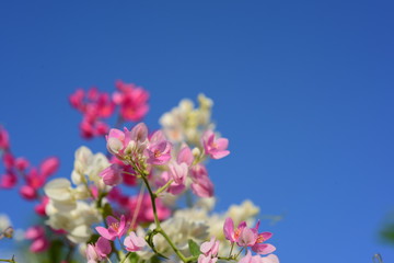 pink flowers against blue sky