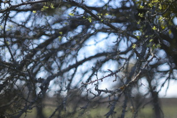  young leaves on an old apple tree