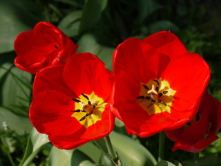 Obraz premium Tulpen