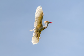 Garca-vaqueira - Bubulcus ibis - Cattle Heron