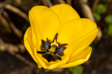 Wide shot of beatiful bright yellow tulip in garden