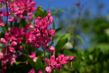 Colorful flowers and morning sunshine	