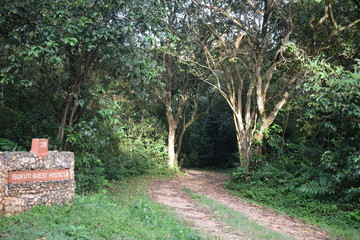 path in the garden