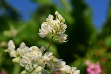 flower blooming.Beautiful flowers in the garden Blooming in the summer.Landscaped Formal Garden.