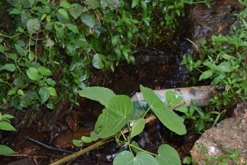 plant in the ground