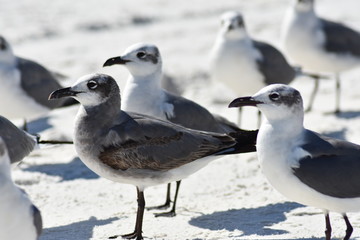 seagulls3