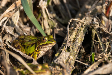 Large green frog basking between plant matter on river bank