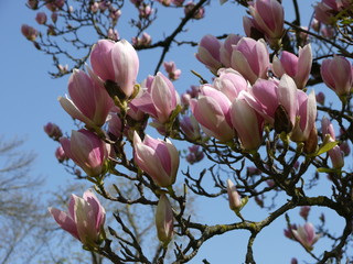 Fr&uuml;hlingserwachen