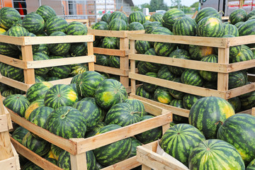 Crates of Watermelons - Powered by Adobe