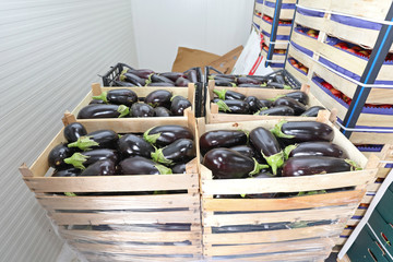 Eggplants in Crates