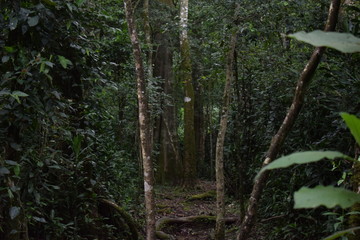forest in the morning