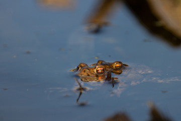 Male and female European Common Toad mating in water