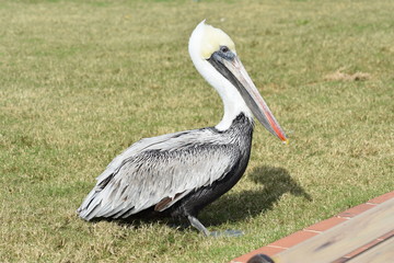 pelican4