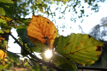 Translucent autumn leaves with the sun as background