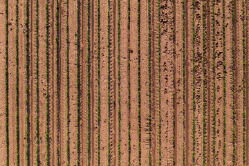 Aerial view of cultivated soybean field as abstract background