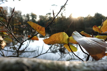 Translucent autumn leaves with the sun as background