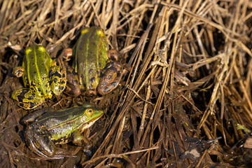 Multiple large green frogs basking on sunny bank on waters edge