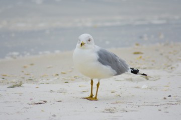 seagulls5