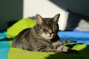 chat gris dormant au soleil 