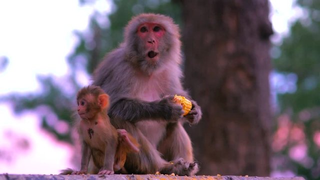 Mother and baby monkey sitting on stone wall. Young ape sitting with mother ape. Wild long-tailed monkeys eating corn in slow motion