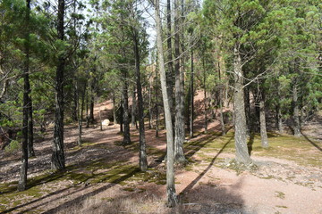 rows of trees in vineyard