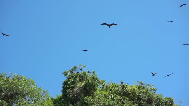 birds fregatas flying over the island against the blue sky