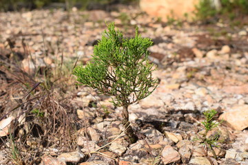 pine cones on the ground