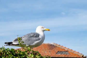 Closeup of a seagull in Porto, Portugal