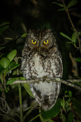 owl by night