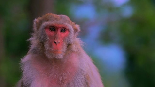 Closeup shot of a female monkey sitting alone and looking around in 4k