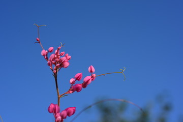 Beautiful flowers in the flower garden Flowers in the garden that bloom in summer Local flower garden, beautiful garden park