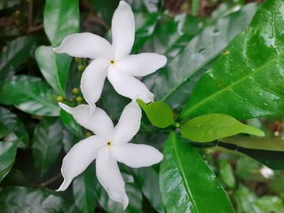 star shaped white flowers