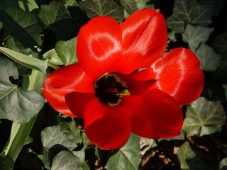 Tulpen